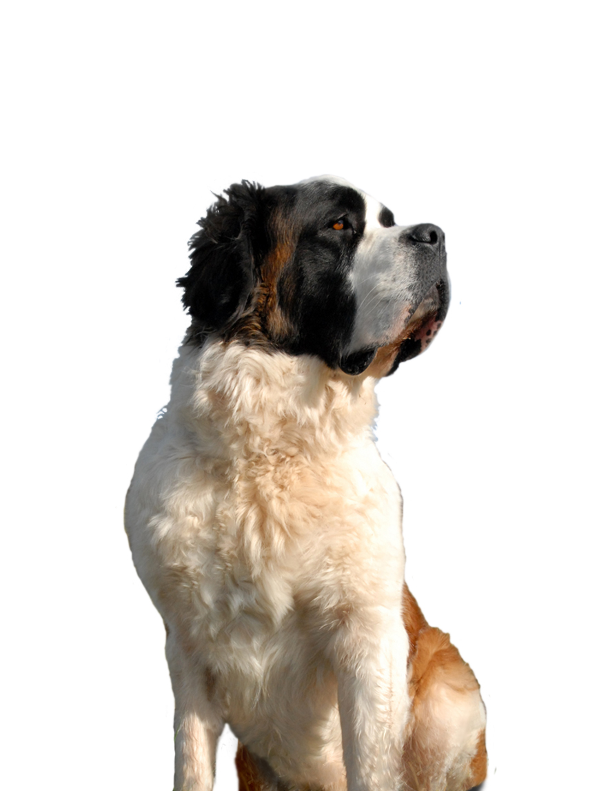 Saint Bernard breed standard example 3