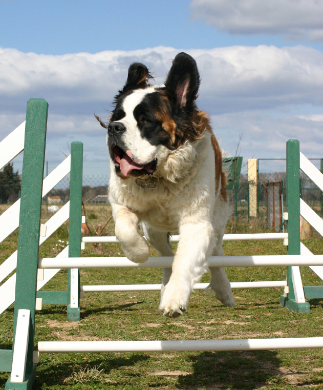 Saint Bernard breed standard example