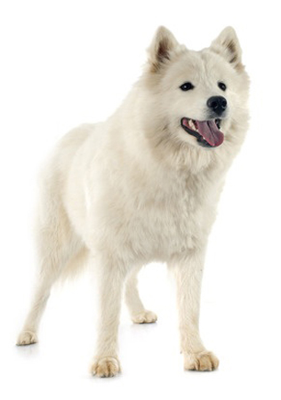 Samoyed breed standard example