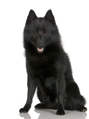 Schipperke breed standard example