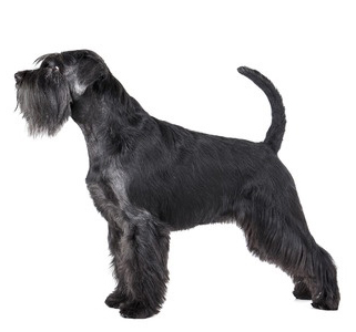 Standard Schnauzer breed standard example