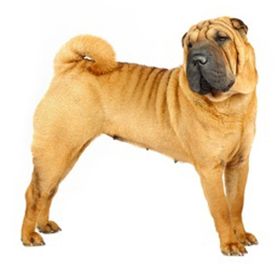 Miniature Shar-Pei breed standard example