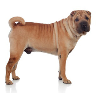 Shar-Pei breed standard example