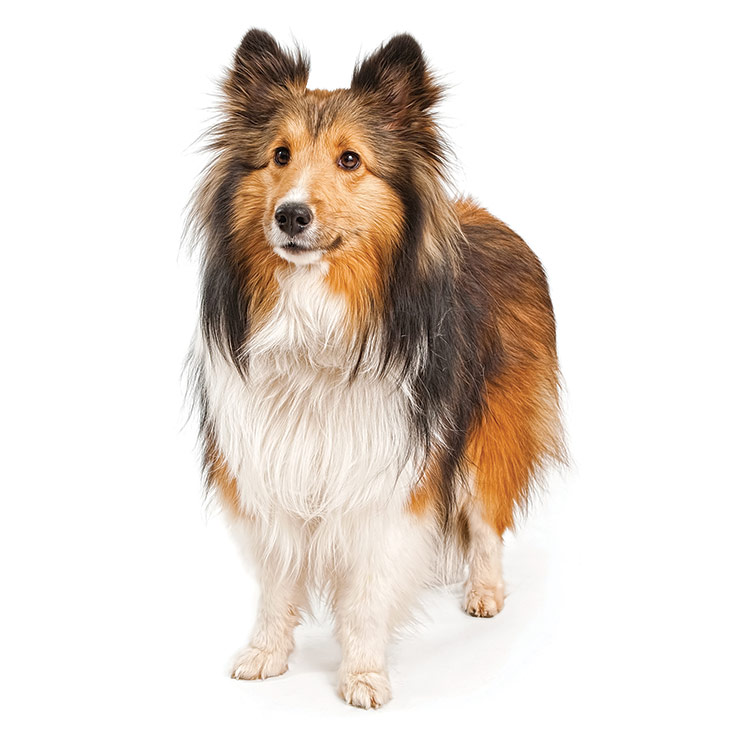 Shetland Sheepdog breed standard example