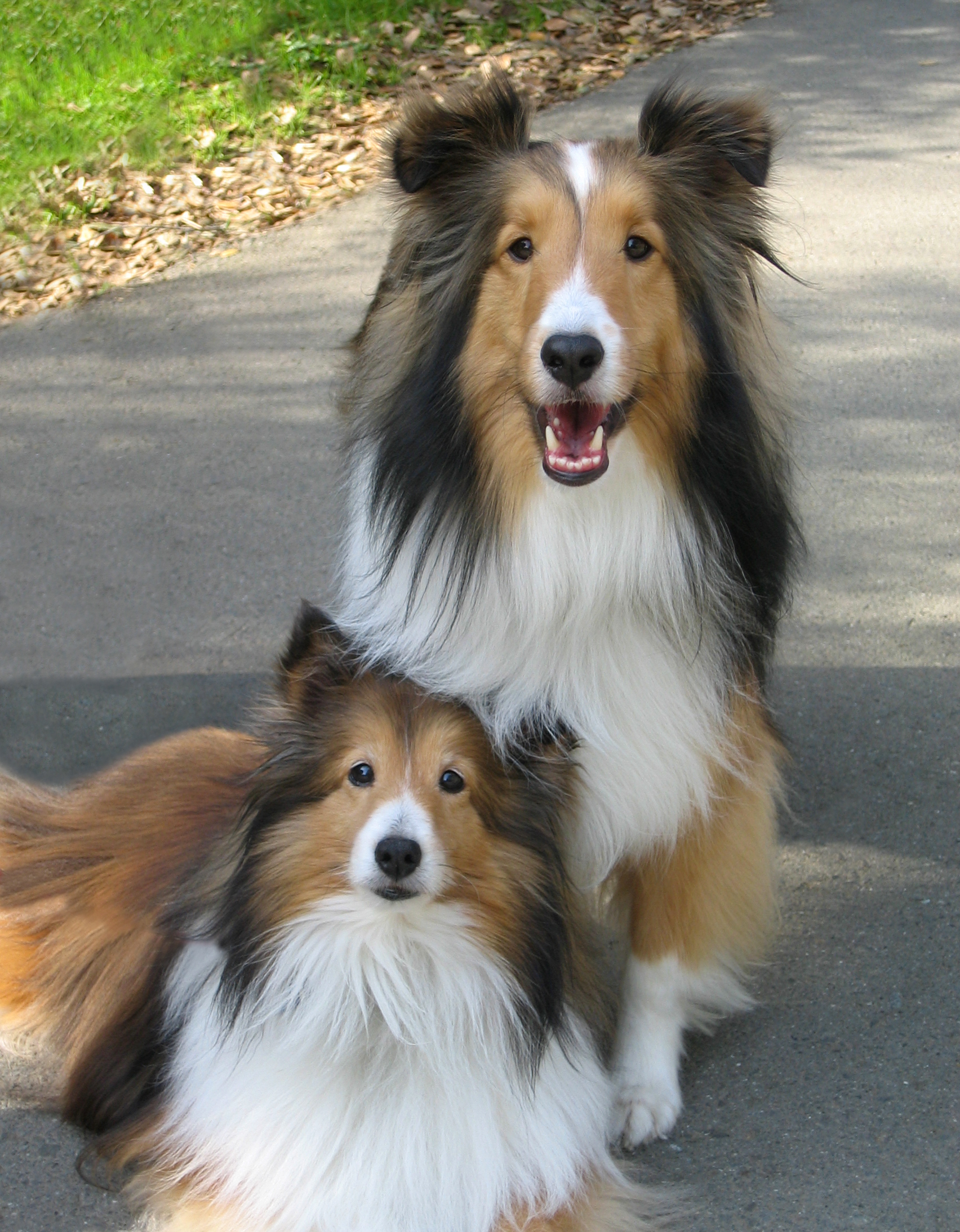 Shetland Sheepdog breed standard example 2