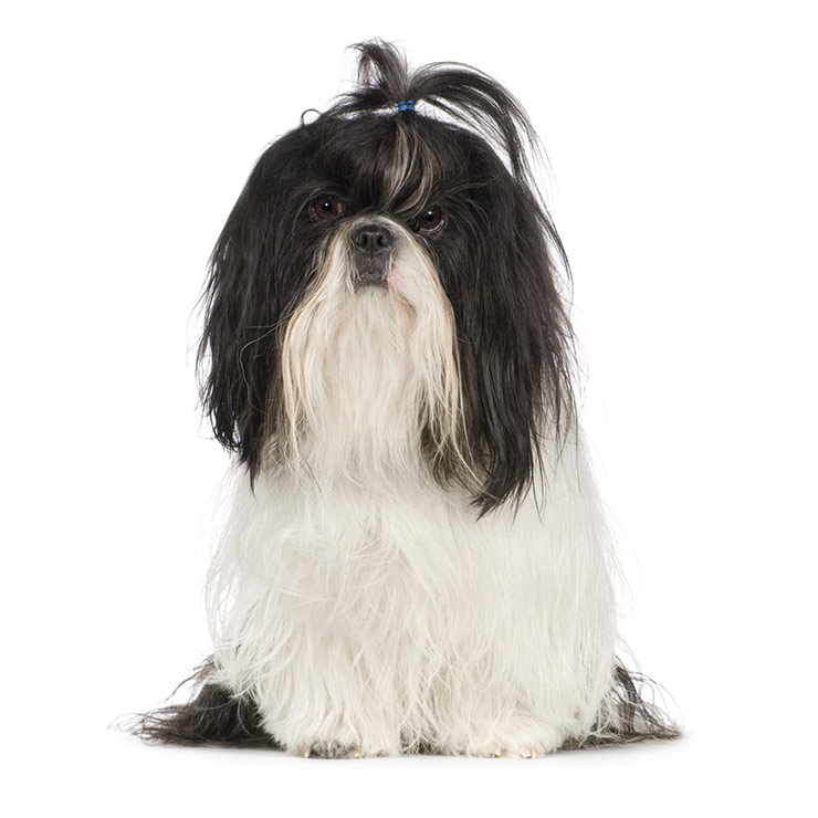 Shih Tzu breed standard example