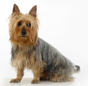 Australian Silky Terrier breed standard example