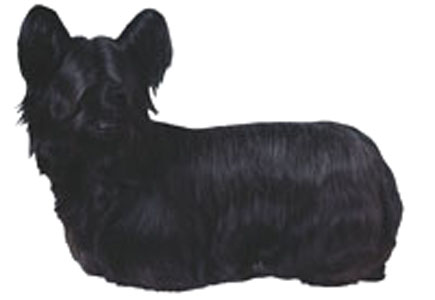 Skye Terrier breed standard example