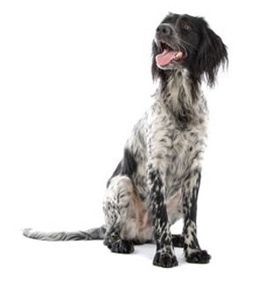 Small Munsterlander breed standard example