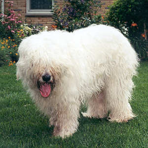 South Russian Ovtcharka breed standard example