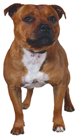 Staffordshire Bull Terrier breed standard example