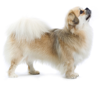 Tibetan Spaniel breed standard example