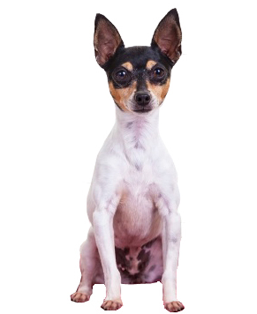 Toy Fox Terrier breed standard example