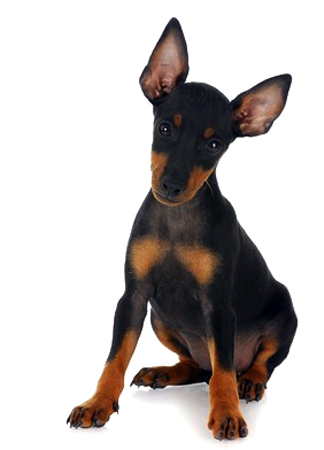 Toy Manchester Terrier breed standard example