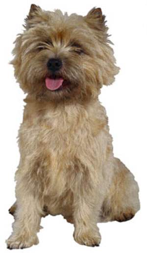 Cairn Terrier breed standard example