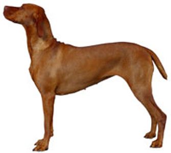 Vizsla breed standard example