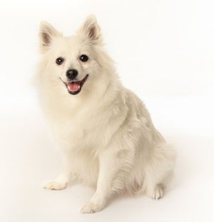 Volpino Italiano breed standard example