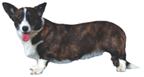 Cardigan Welsh Corgi breed standard example