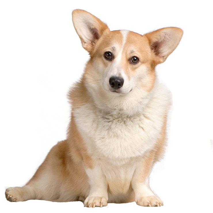 Pembroke Welsh Corgi breed standard example