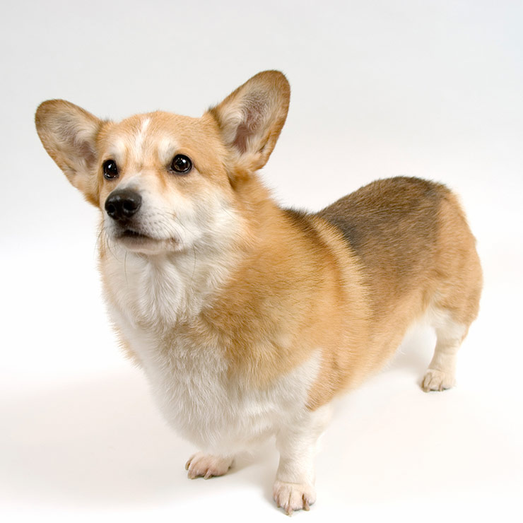 Pembroke Welsh Corgi breed standard example 2
