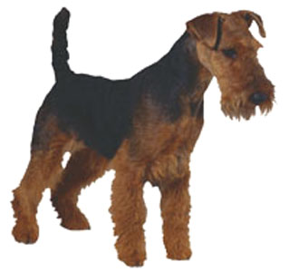 Welsh Terrier breed standard example