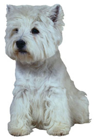 West Highland White Terrier breed standard example