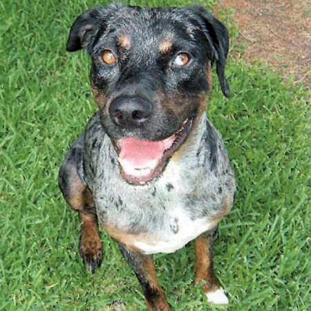 Catahoula Leopard Dog breed standard example