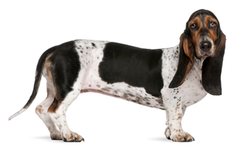 Basset Artesian Normand breed standard example
