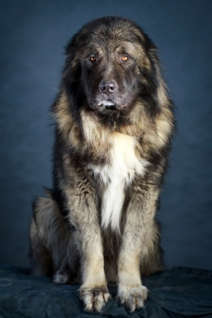Caucasian Ovtcharka breed standard example
