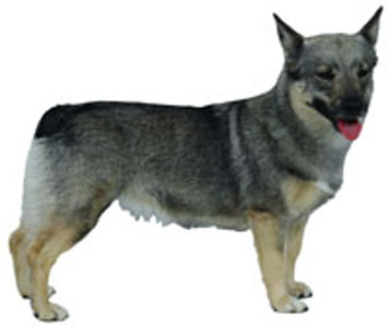 Vasgotaspets breed standard example