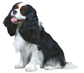 Cavalier King Charles Spaniel breed standard example