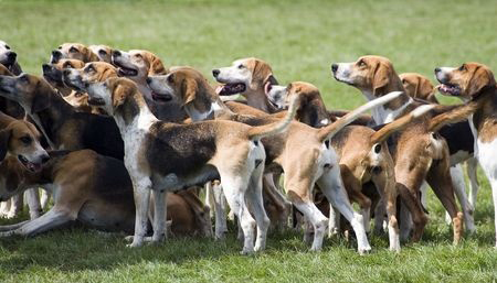 English Foxhound breed standard example