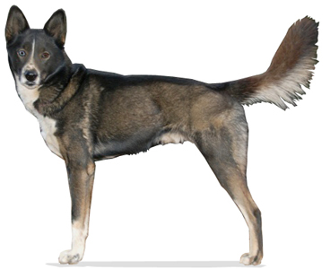Seppala Siberian Sleddog breed standard example