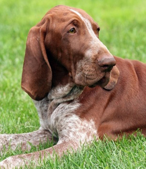 Bracco Italiano breed standard example