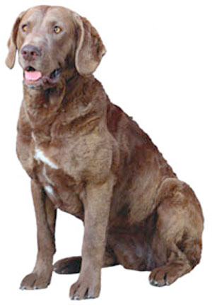 Chesapeake Bay Retriever breed standard example