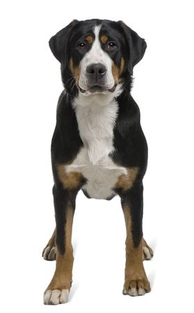Greater Swiss Mountain Dog breed standard example