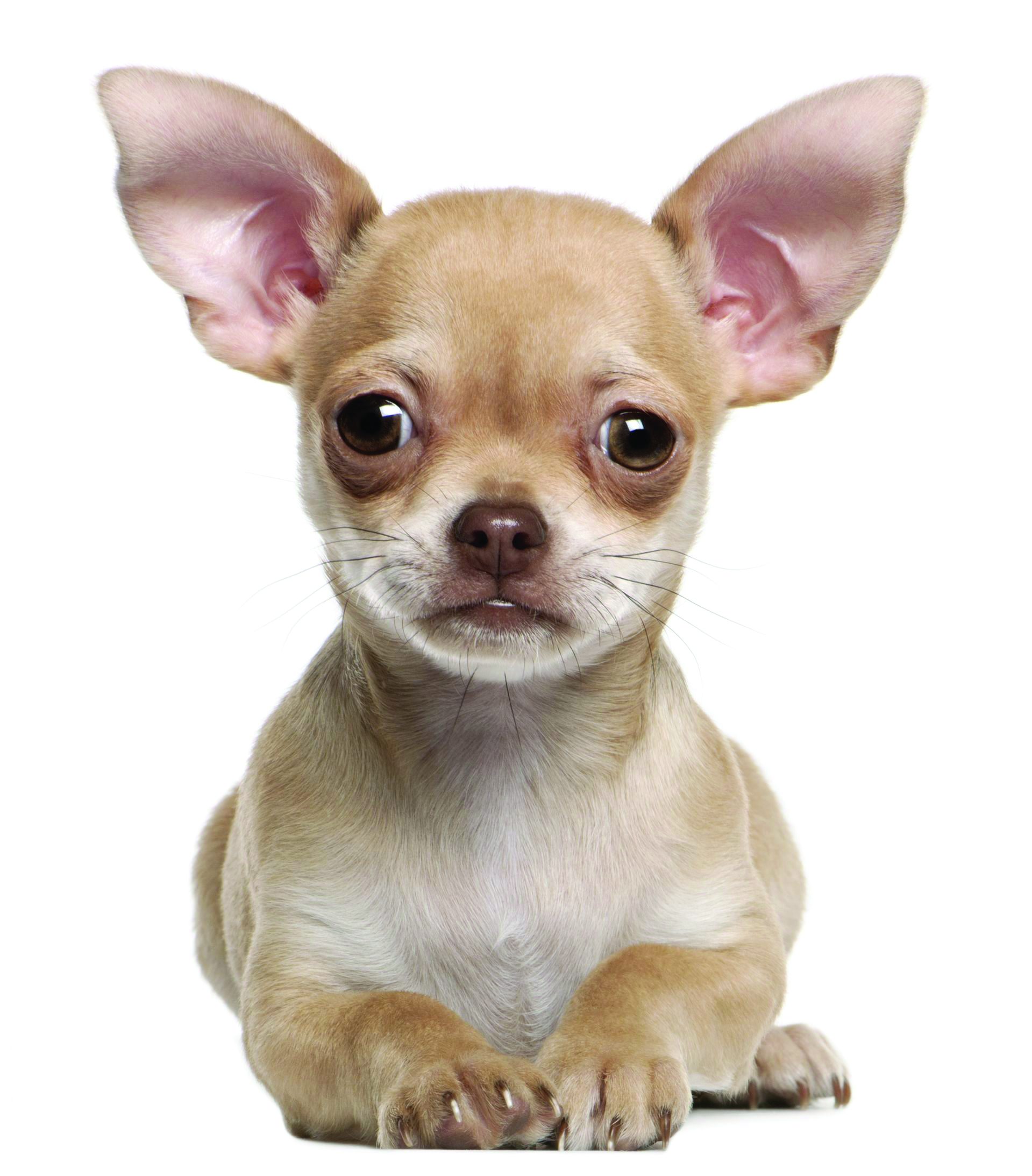 Chihuahua breed standard example 3