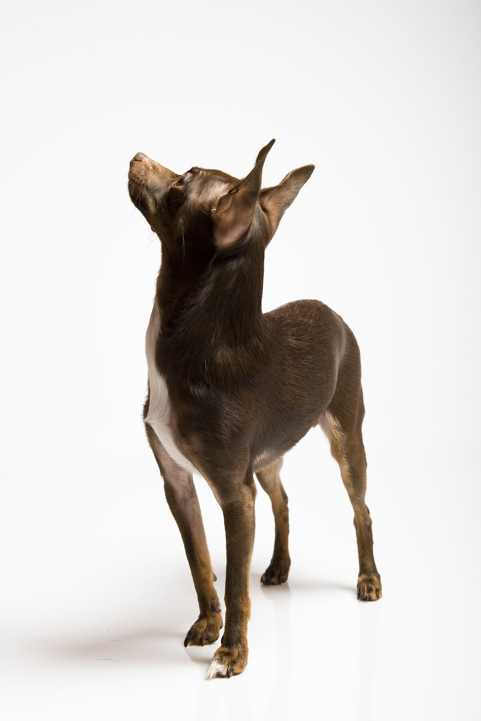 Chihuahua breed standard example 2