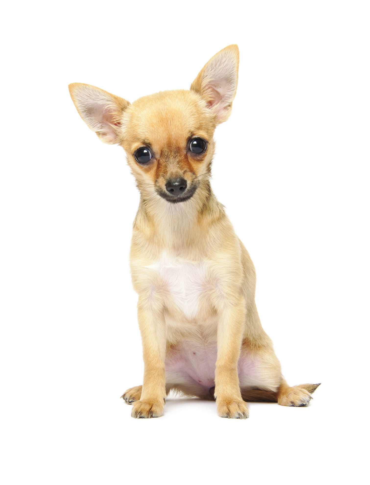 Chihuahua breed standard example 5