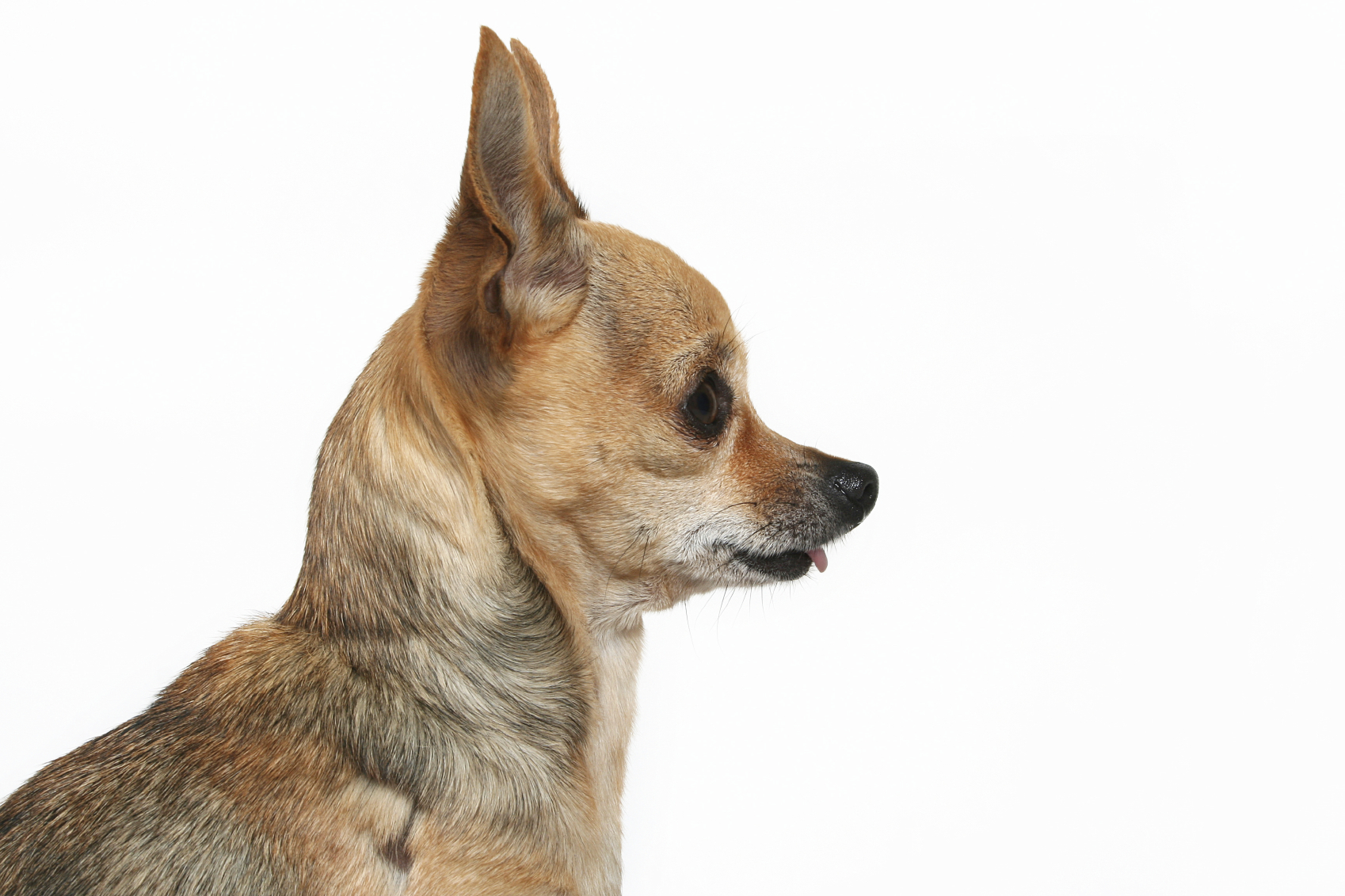 Chihuahua Dog Breed Information - Continental Kennel Club