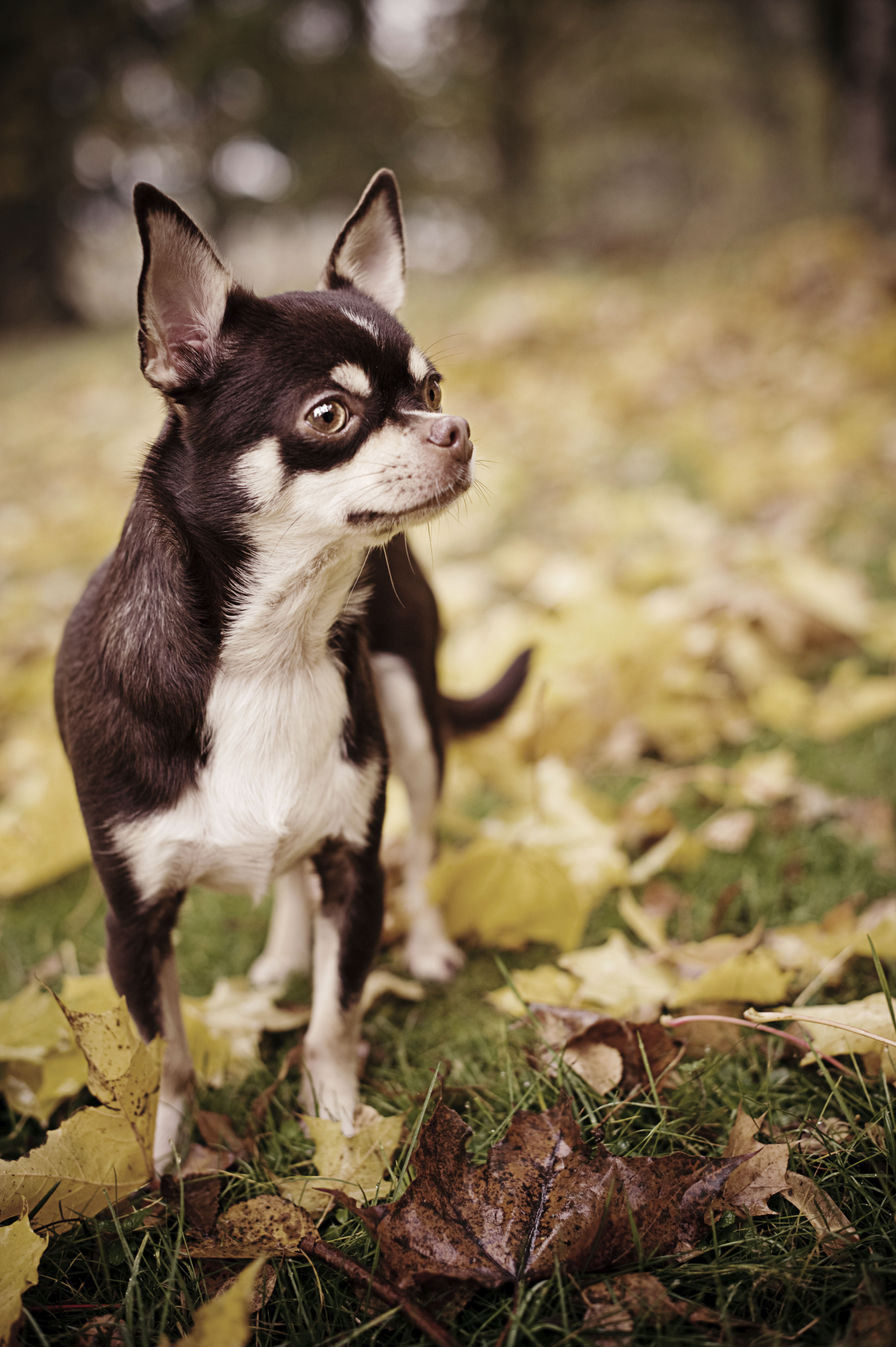 Chihuahua breed standard example 7