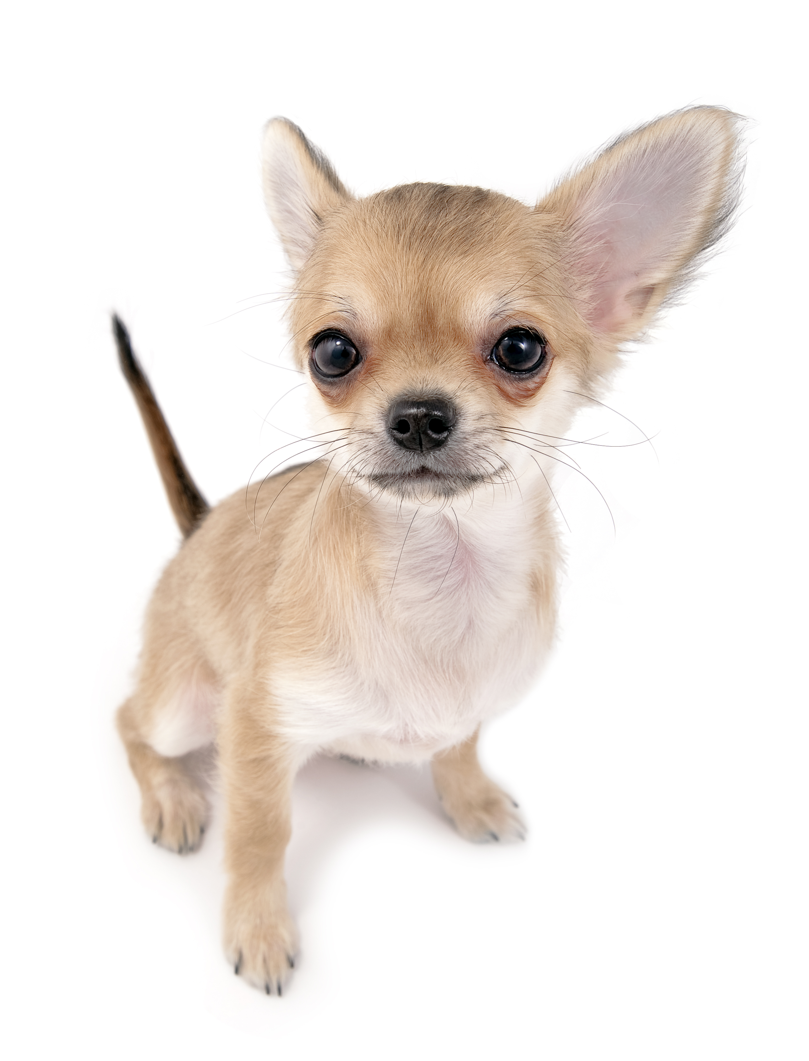 Chihuahua breed standard example 8