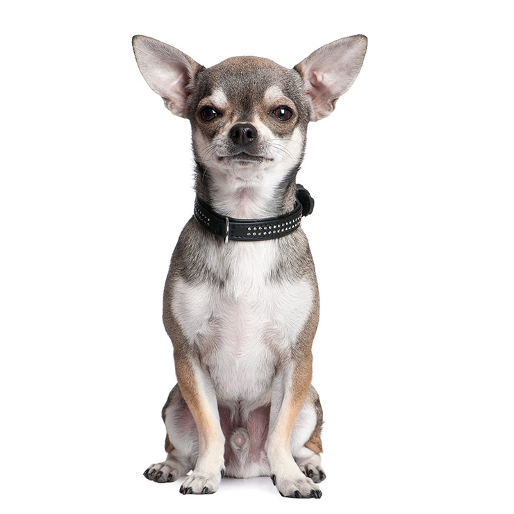 Chihuahua breed standard example