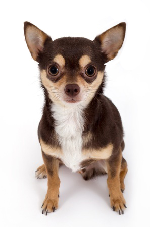Chihuahua breed standard example 4