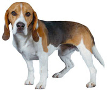 Beagle Harrier breed standard example