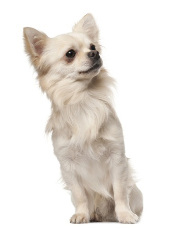 Long-Haired Chihuahua breed standard example