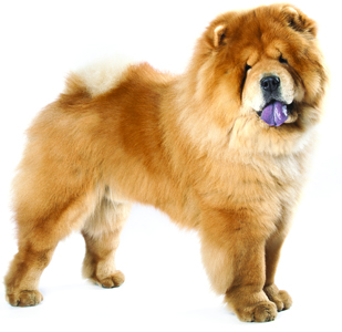 Chow Chow breed standard example