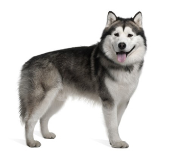 Alaskan Malamute breed standard example