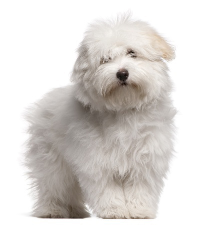 Coton de Tulear breed standard example