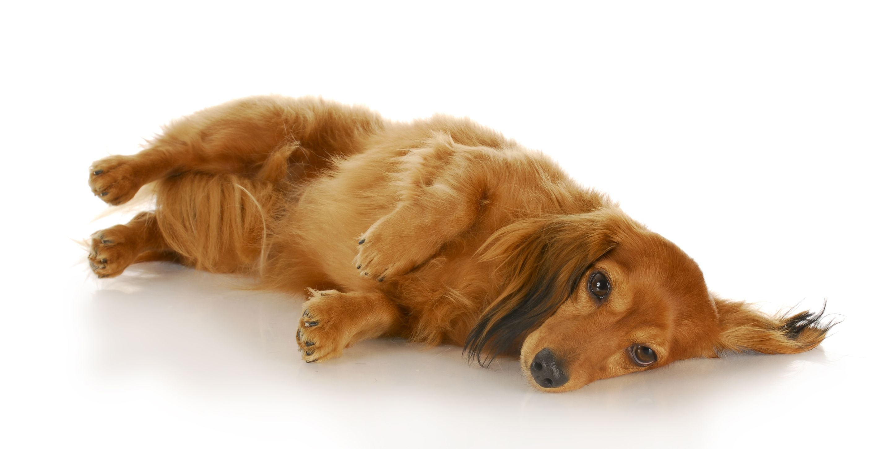 Dachshund breed standard example 5